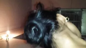 소니아 하코트는